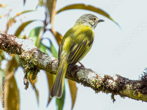 Yellow-olive Flatbill Tolmomyias sulphurescens in Costa Rica