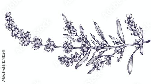 Lavender branch etched botanical drawing. Lavanda flo photo