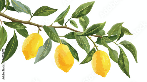 Leaves and yellow sour fruits on lemon tree branch. F photo