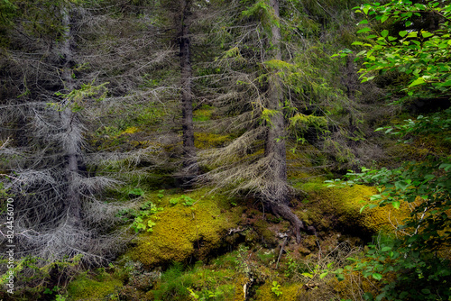 Moss and conifer trees of a magical Hallomstadur forest in Egilsstadir in east Icelan