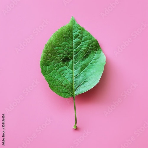 One green leaf on coloured background.