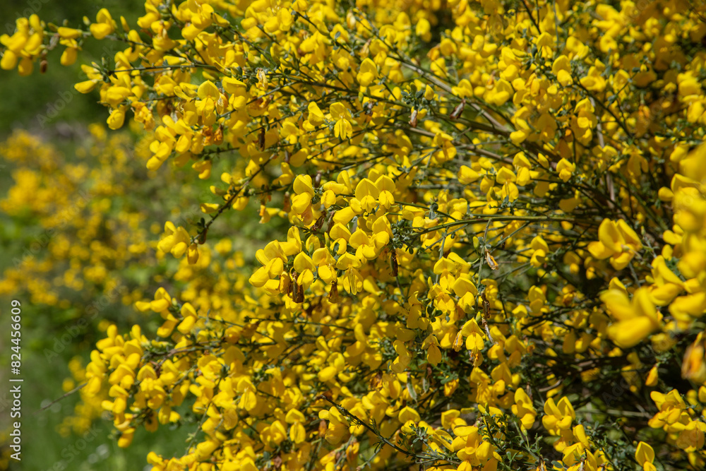 Macro Blooming Caragana Chiliga shrub in the forest in spring in the vicinity of Bad-Sooden-Allendorf, Germany. High quality photo Macro Blooming Caragana Chiliga shrub in the forest in spring in the vicinity of Bad-Sooden-Allendorf, Germany. High quality photo