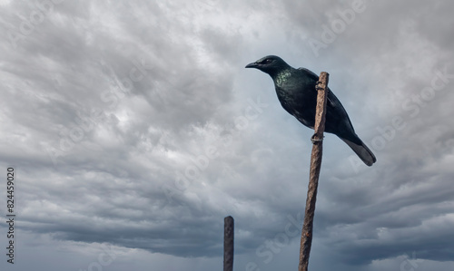 Glossy starling