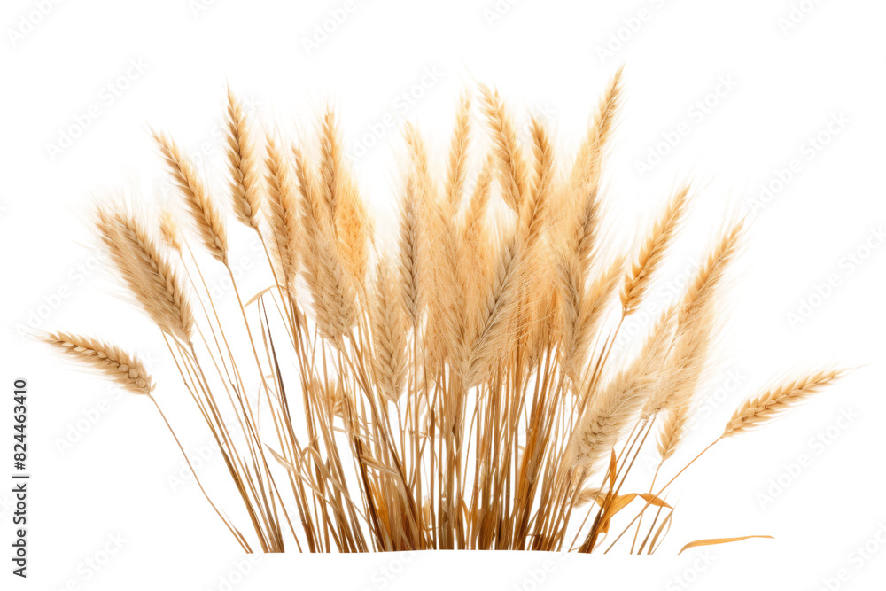 Whispers of the Earth on a White or Clear Surface PNG Transparent Background. Whispers of the Earth on a White or Clear Surface PNG Transparent Background.