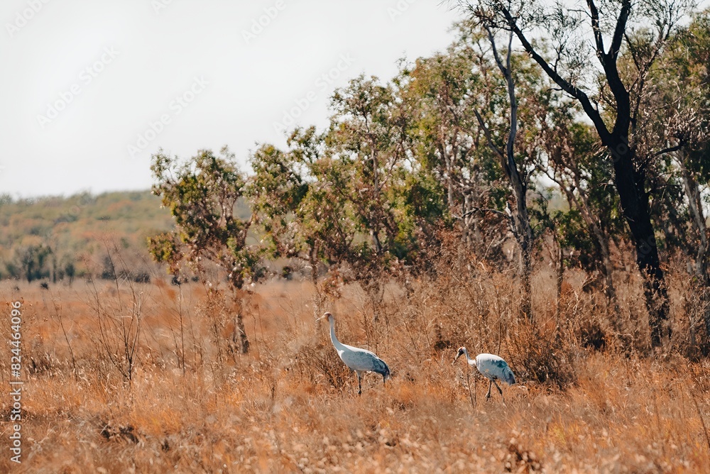 Brolga Two Birds Standing in Tall Grass Western Australia Outback Kimberley Wildlife Desert Brolga Two Birds Standing in Tall Grass Western Australia Outback Kimberley Wildlife Desert