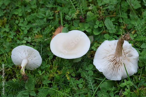 Clitocybe agrestis, commonly known as meadow funnel, wild mushroom from Finland photo