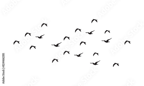 Flying Birds Vector And Illustration. 