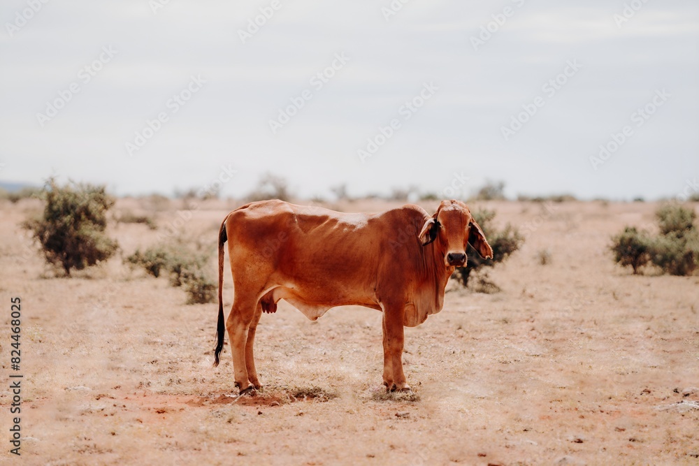 Fototapeta premium Cattle Grazing on Dry Grass Field Kimberley Western Australia Australian Outback Station