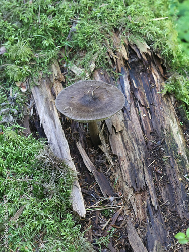 Pluteus atromarginatus, also called Pluteus cervinus var. atromarginatus, commonly known as the blackedged shield, wild mushroom from Finland photo