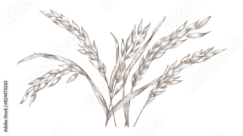 Oryza field grain crop. Farm cereal rice plant  photo