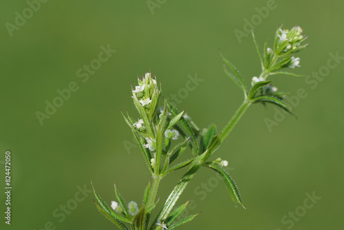 Close up Hitchhikers, cleavers (Galium aparine) with small white flowers. Spring, May, Netherlands