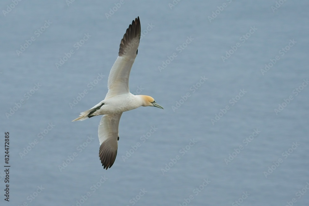 Northern Gannet in flight against blue sea Northern Gannet in flight against blue sea