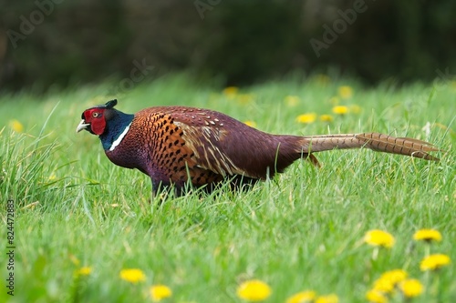Common Pheasant