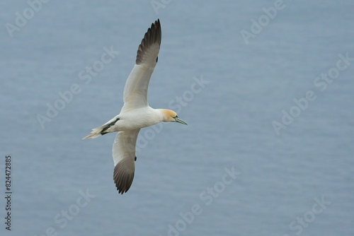 Northern Gannet in flight against blue sea