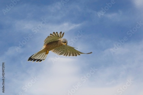 Common Kestrel hovering