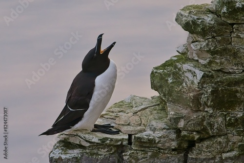 Razorbill at Bempton Cliffs