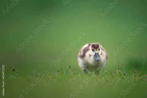 Gosling of Egyptian Goose