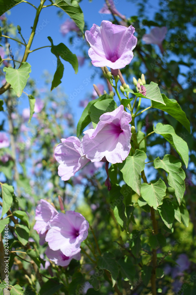 Ipomoea carnea, Ipomoea carnea, the pink morning glory is a species of morning glory that grows as a bush, A close view of Ipomoea carnea flower in nature, Chakwal, Punjab, Pakistan Ipomoea carnea, Ipomoea carnea, the pink morning glory is a species of morning glory that grows as a bush, A close view of Ipomoea carnea flower in nature, Chakwal, Punjab, Pakistan