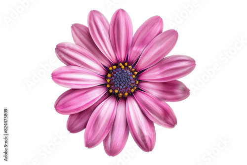 pink flower isolated on white background