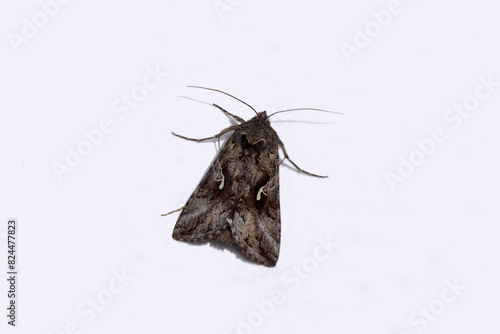 Closeup Silver Y (Autographa gamma), a migratory moth of the family Noctuidae. Isolated on a white background. Spring, May, Netherlands	  