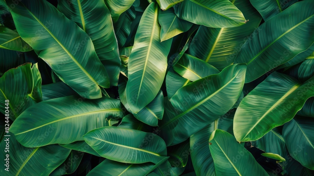 The contrast of green flag leaves as a backdrop The contrast of green flag leaves as a backdrop
