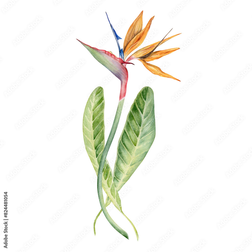 Obraz premium Strelitzia flower with tropical leaves. Bird of Paradise plant. Floral composition for postcards, logos, fashion and cosmetic packages. Hand drawn watercolor illustration on transparent background