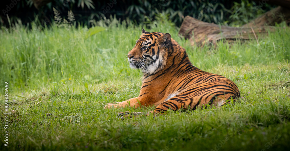 Naklejka premium Tiger lying down in the grass.