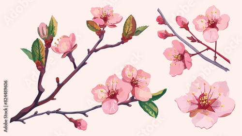 Realistic sakura hand drawn Four with buds flowers