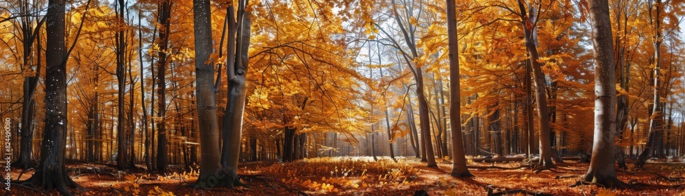Fototapeta premium Golden Autumn Forest with Sunlit Trees