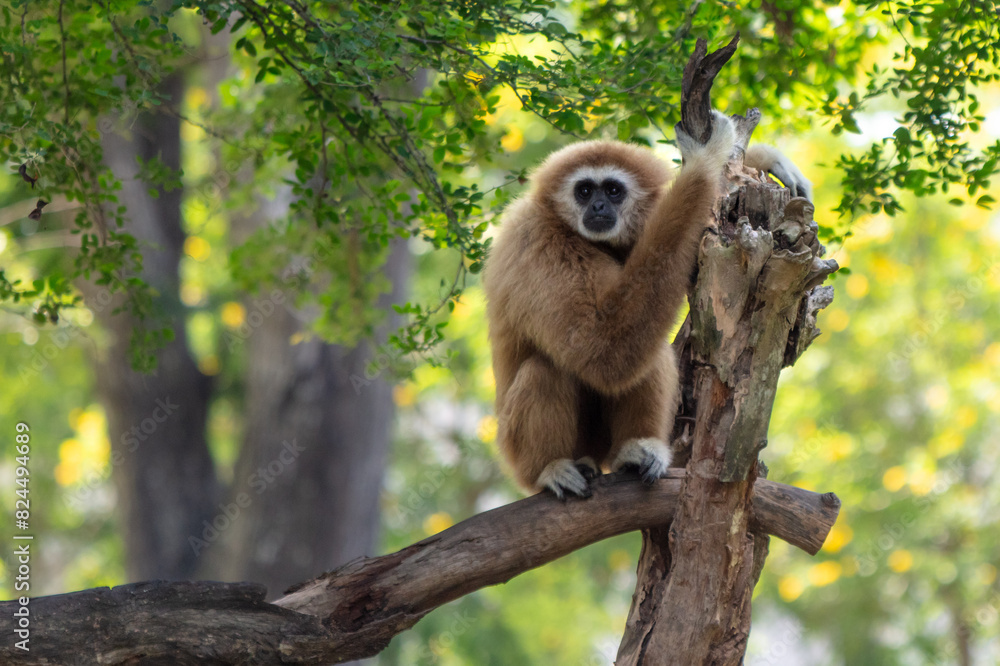 Fototapeta premium Monkey outdoors in a tropical park