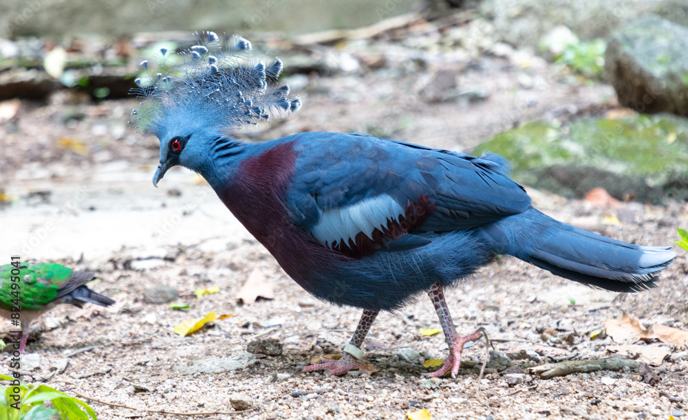 Obraz premium Portrait of a tropical pigeon