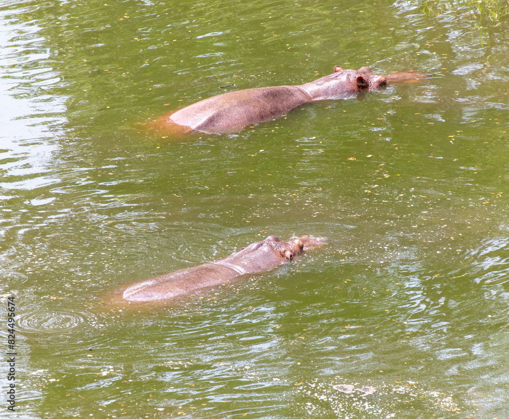 Fototapeta premium Two hippos swim in the lake