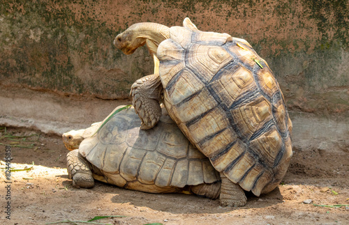 Turtles make love in the park photo