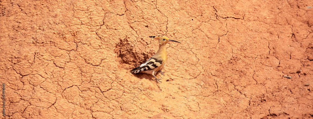 Eurasian hoopoe, Upupa epicus, sitting on the Charyn Canyon, nest on red clay. Eurasian hoopoe, Upupa epicus, sitting on the Charyn Canyon, nest on red clay.