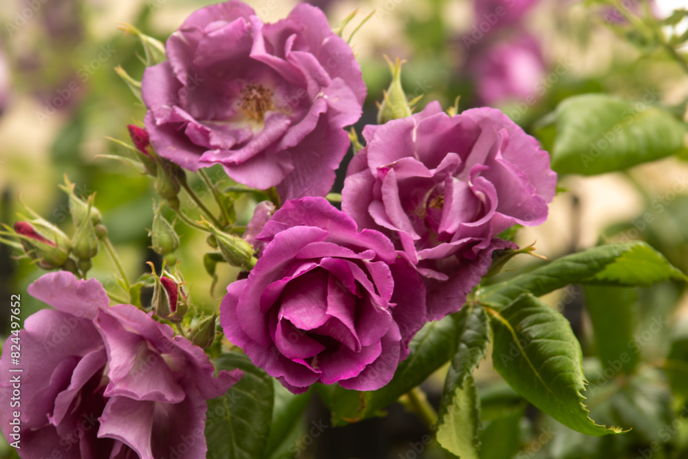 pink rose bush pink rose bush