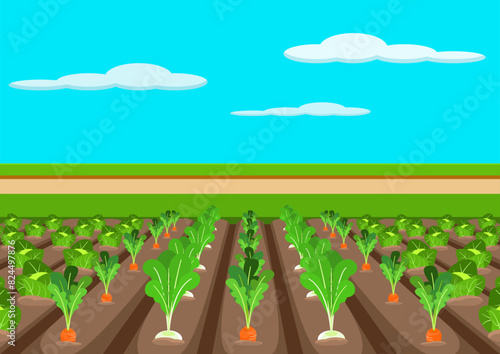 野菜畑　vegetable garden