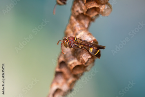 Red Paper Wasp / Ropalidia marginata
