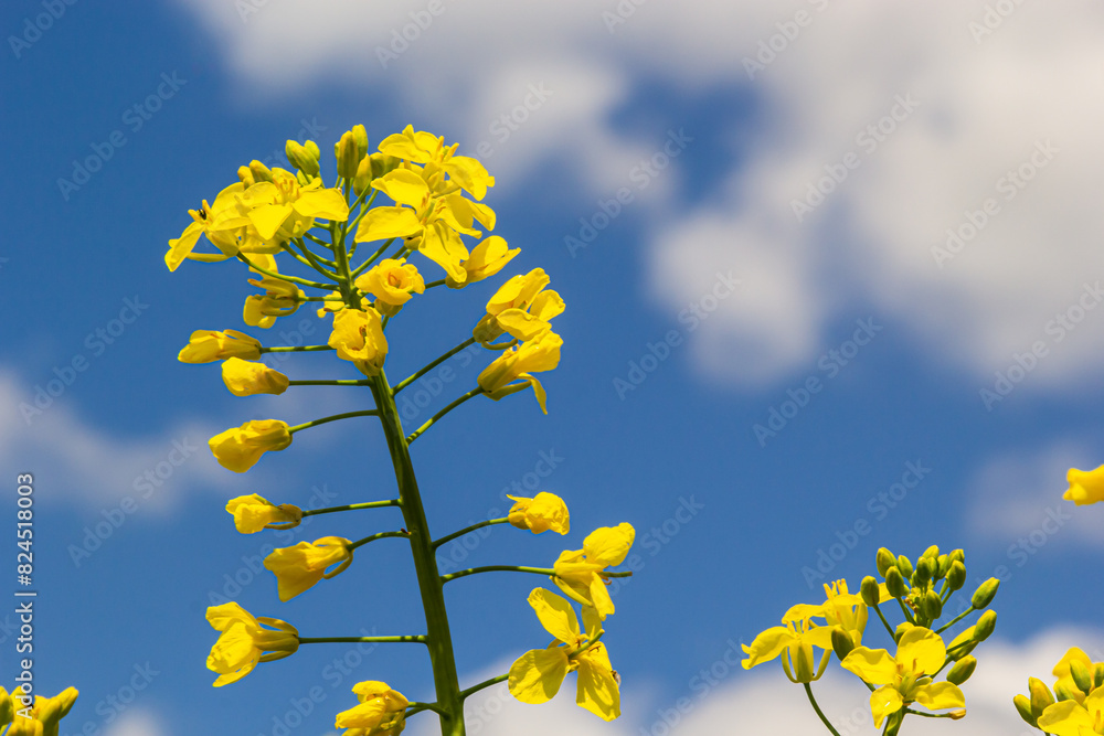 Blooming canola field and blu sky with stormy clouds Blooming canola field and blu sky with stormy clouds