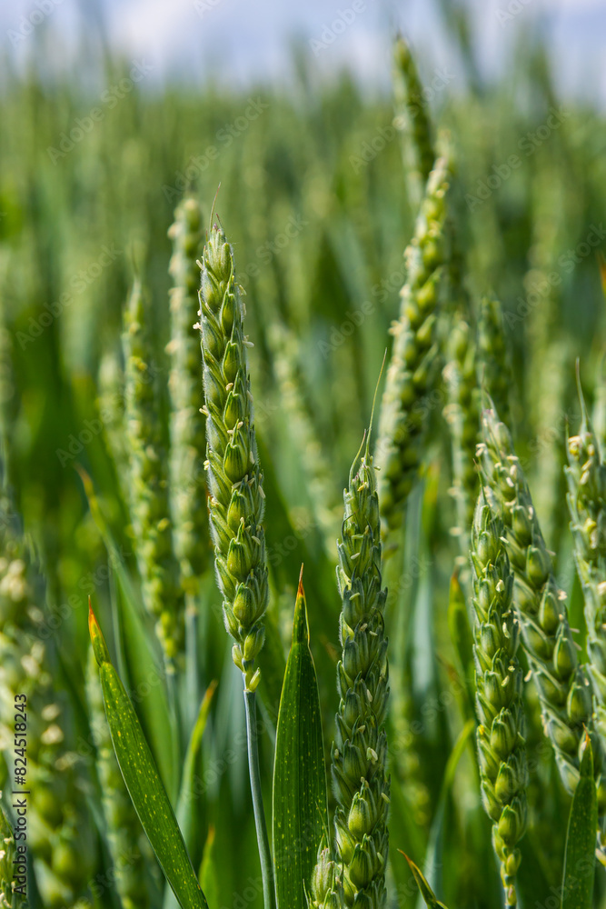 Green wheat field. Green background with wheat. Young green wheat seedlings growing on a field. Agricultural field on which grow immature young cereals, wheat Green wheat field. Green background with wheat. Young green wheat seedlings growing on a field. Agricultural field on which grow immature young cereals, wheat
