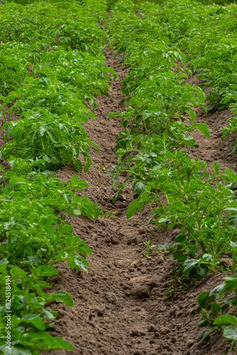 Potato field with green shoots of potatoes photo