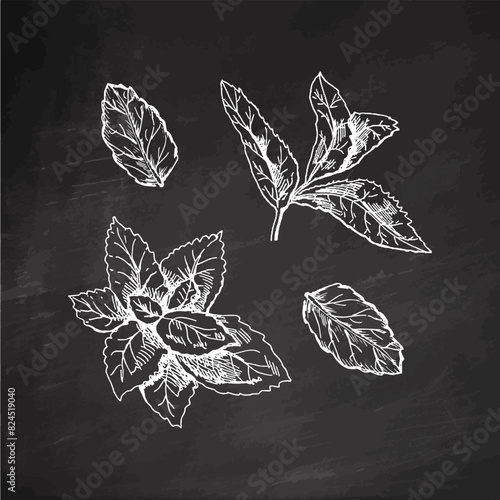 Organic food. Hand drawn retro style vector sketch of mint leaves. Doodle vintage illustration on chalkboard background. Engraved image.