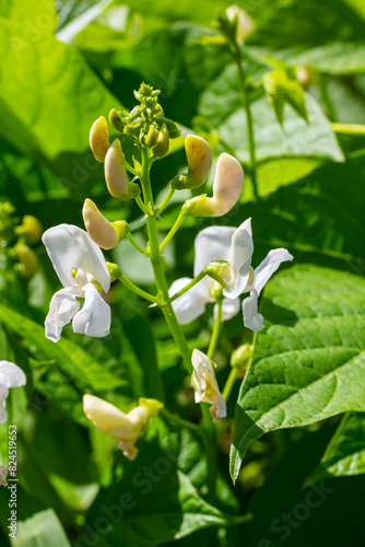 Beautiful flowers of Runner Bean Plant Phaseolus coccineus growing in the garden