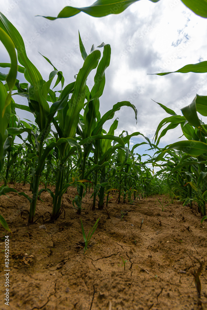 Young corn plants growing on the field on a sunny day. Selective focus Young corn plants growing on the field on a sunny day. Selective focus