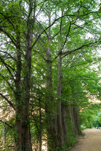  A trail beside Lady Bird Lake in Austin, Texas. Tall, lush trees with thick trunks and abundant green foliage form a natural canopy, their branches stretching overhead. 