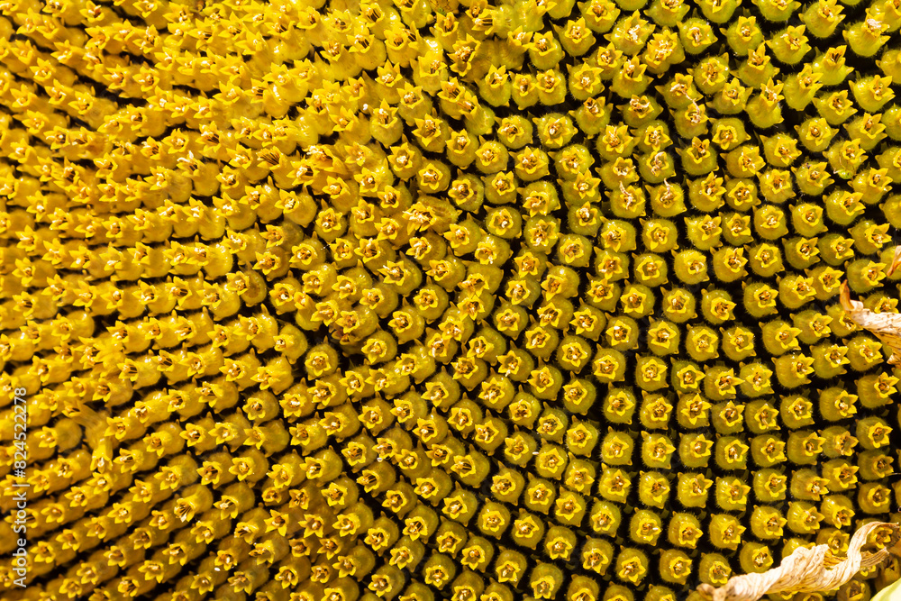 the beautiful sunflowers field close up in the sunshine the beautiful sunflowers field close up in the sunshine