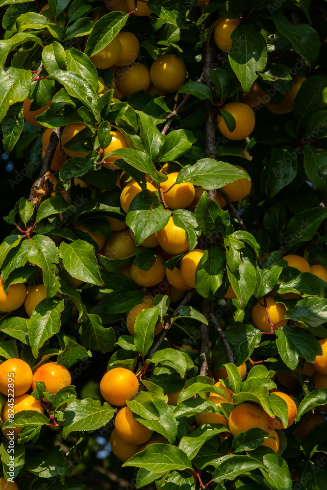 Ripe plums on green branches in the garden. A few fresh juicy round red plum berries with leaves on a tree branch under the soft sunlight. Ripe plums on green branches in the garden Ripe plums on green branches in the garden. A few fresh juicy round red plum berries with leaves on a tree branch under the soft sunlight. Ripe plums on green branches in the garden