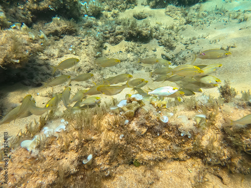 School of fishes of salema porgy (Sarpa salpa), also known as the dreamfish or salema, a species of marine ray-finned fish belonging to the family Sparidae in the Mediterranea sea photo