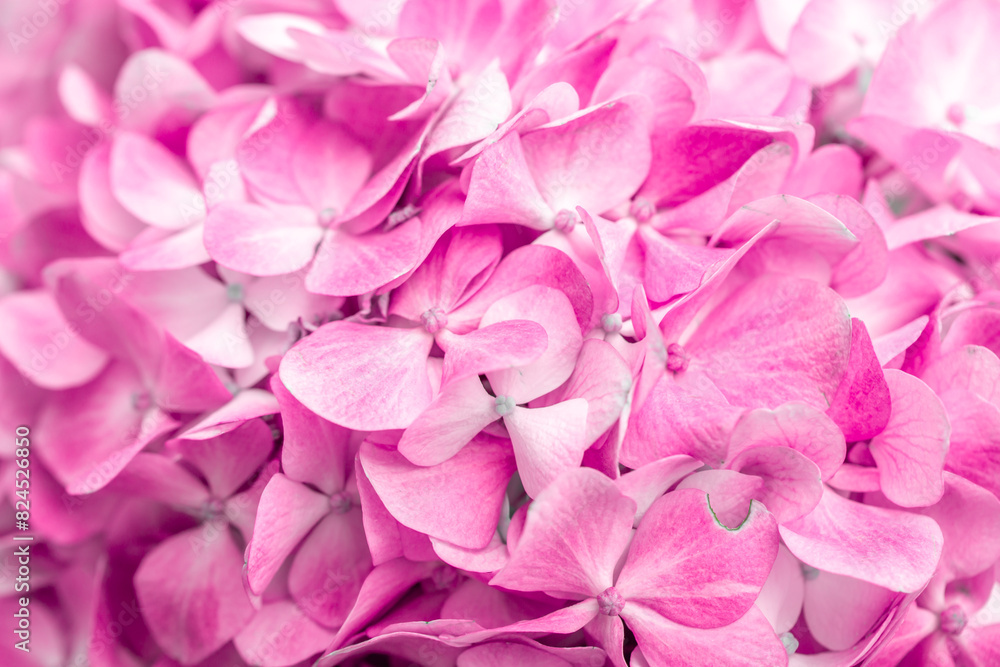 Pink flowers close up. Bouquet of purple flowers. City flower beds, a beautiful and well-groomed garden with flowering bushes.