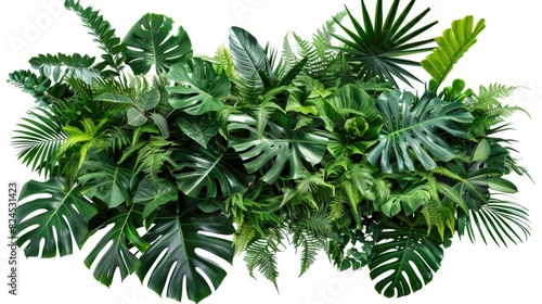 Foliage. Tropical Leaves and Plants in Jungle Bush Arrangement on White Background