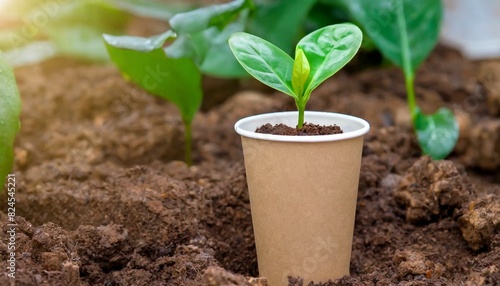 Compostable coffee cup - in ground with crop